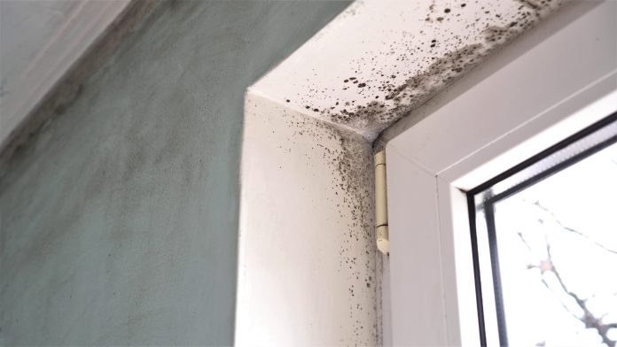 damp and mould in social housing