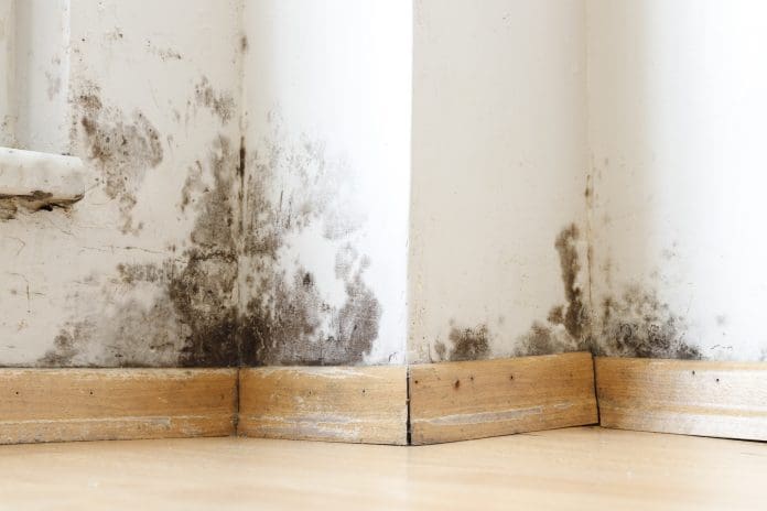 Damp buildings damaged by black mold and fungus, dampness or water. infiltration, insulation and mold problems in the wall of the house