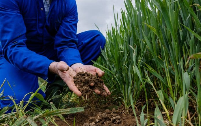 An unrecognisable farmer crouching down in an agricultural wheat field at his sustainable farm in Embleton, North East England. He has soil in his hands and is assessing the quality of the soil that the wheat crop is growing out of. The wheat is first wheat, it will be used for low quality flour in baking and will be harvested in early September.