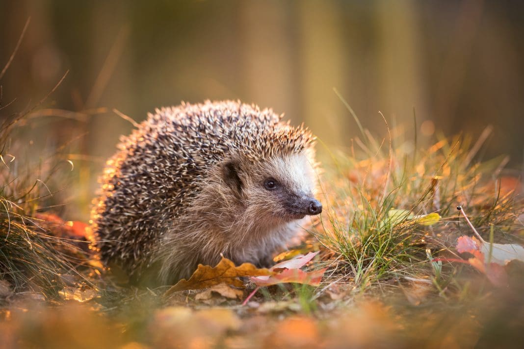 Twenty housebuilders have signed up to the Homes for Nature commitment, which will see wildlife provisions such as hedgehog highways become standard on new developments