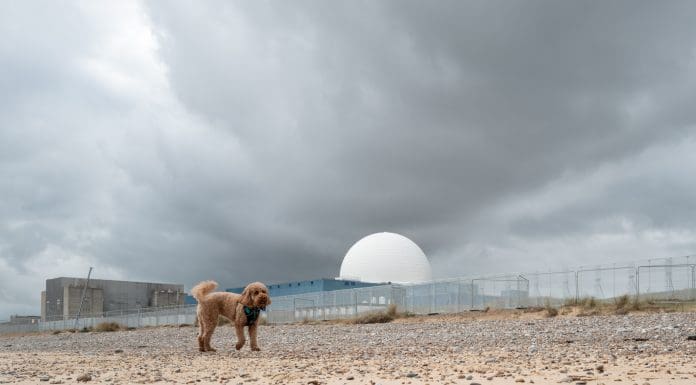 Poodle dog seen playing on a Suffolk, UK beach. The background shows the dome of the Sizewell B nuclear power plant. Fencing is seen, part of the new Sizewell C construction site, representing of projects like small modular reactors