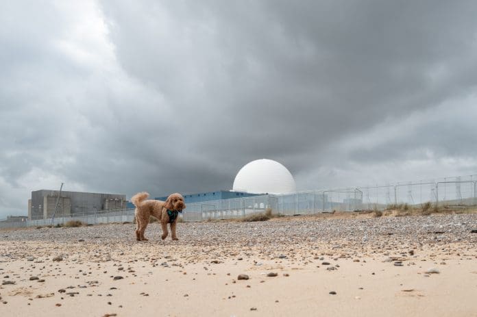 Poodle dog seen playing on a Suffolk, UK beach. The background shows the dome of the Sizewell B nuclear power plant. Fencing is seen, part of the new Sizewell C construction site, representing of projects like small modular reactors