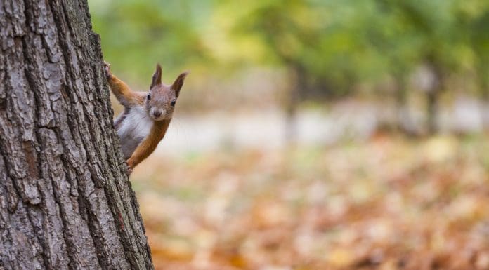 Biodiversity Net Gain laws aim to enhance the natural environment around the built environment