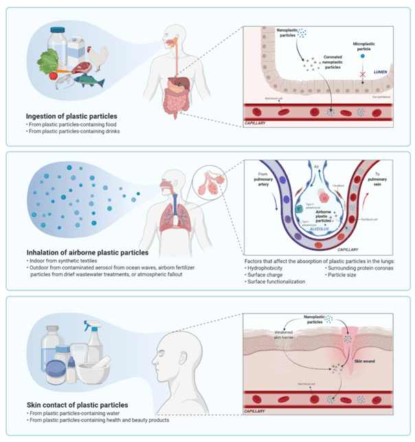 Diagram of how microplastics can enter the human body